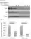 Fig. 50 - METHODS OF INCREASING RESPONSE TO CANCER RADIATION THERAPY