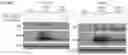 Fig. 61 - METHODS OF INCREASING RESPONSE TO CANCER RADIATION THERAPY