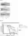 Fig. 64 - METHODS OF INCREASING RESPONSE TO CANCER RADIATION THERAPY