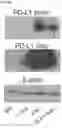 Fig. 66 - METHODS OF INCREASING RESPONSE TO CANCER RADIATION THERAPY