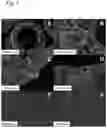 Fig. 02 - Porous membranes comprising sorbent particles for improved urea capture