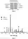 Fig. 04 - Triple-Layered Active Material with Composite Phase Intermediate Layer, Its Preparation and Regeneration Methods