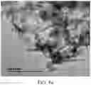Fig. 09 - Carbon-coated Nickel Oxide Nanocomposite Material, Preparation Method Therefor and Use Thereof