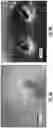 Fig. 10 - THREE-DIMENSIONAL MICROELECTRODE ARRAY HAVING ELECTRICAL AND MICROFLUIDIC INTERROGATION OF ELECTROGENIC CELL CONSTRUCTS
