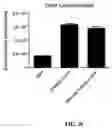Fig. 04 - MINIMAL ARRESTIN DOMAIN CONTAINING PROTEIN 1(ARRDC1) CONSTRUCTS