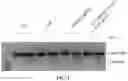 Fig. 07 - MINIMAL ARRESTIN DOMAIN CONTAINING PROTEIN 1(ARRDC1) CONSTRUCTS