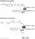 Fig. 46 - Engineered polymerases