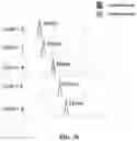 Fig. 49 - Engineered polymerases