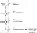 Fig. 01 - Nuclease-based RNA depletion