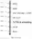 Fig. 02 - METHOD FOR MANUFACTURING METAL GATE MOS TRANSISTOR