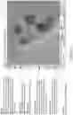 Fig. 131 - Automated application of drift correction to sample studied under electron microscope