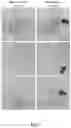 Fig. 08 - MEDICAL IMAGE SYNTHESIS FOR MOTION CORRECTION USING GENERATIVE ADVERSARIAL NETWORKS