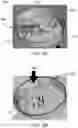 Fig. 04 - Plush toy with sound-emitting container
