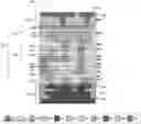 Fig. 01 - STACKED TWO-LEVEL BACKEND MEMORY