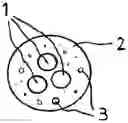 Fig. 01 - SEED MATERIAL PELLETS