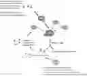 Fig. 01 - REGULATION OF RAN TRANSLATION BY PKR AND EIF2A-P PATHWAYS
