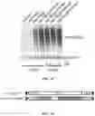 Fig. 07 - REGULATION OF RAN TRANSLATION BY PKR AND EIF2A-P PATHWAYS