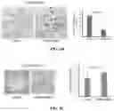 Fig. 08 - REGULATION OF RAN TRANSLATION BY PKR AND EIF2A-P PATHWAYS
