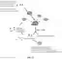 Fig. 10 - REGULATION OF RAN TRANSLATION BY PKR AND EIF2A-P PATHWAYS