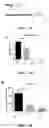 Fig. 23 - REGULATION OF RAN TRANSLATION BY PKR AND EIF2A-P PATHWAYS