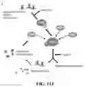 Fig. 26 - REGULATION OF RAN TRANSLATION BY PKR AND EIF2A-P PATHWAYS