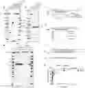 Fig. 01 - Application of CAS protein, method for detecting target nucleic acid molecule and kit