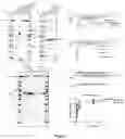 Fig. 02 - Application of CAS protein, method for detecting target nucleic acid molecule and kit