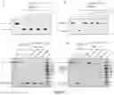 Fig. 06 - Application of CAS protein, method for detecting target nucleic acid molecule and kit