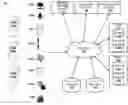 Fig. 01 - Decentralized trust using blockchain for tracking and validation of voice communications