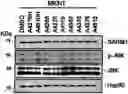 Fig. 01 - COMPOSITION FOR PREVENTING OR INHIBITING AXONAL DEGENERATION