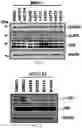 Fig. 02 - COMPOSITION FOR PREVENTING OR INHIBITING AXONAL DEGENERATION