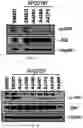 Fig. 03 - COMPOSITION FOR PREVENTING OR INHIBITING AXONAL DEGENERATION