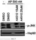 Fig. 05 - COMPOSITION FOR PREVENTING OR INHIBITING AXONAL DEGENERATION
