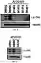 Fig. 06 - COMPOSITION FOR PREVENTING OR INHIBITING AXONAL DEGENERATION