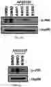 Fig. 07 - COMPOSITION FOR PREVENTING OR INHIBITING AXONAL DEGENERATION
