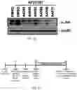 Fig. 08 - COMPOSITION FOR PREVENTING OR INHIBITING AXONAL DEGENERATION