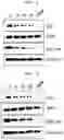 Fig. 02 - COMPOUND COMPRISING EZH2 INHIBITOR AND E3 LIGASE BINDER AND PHARMACEUTICAL COMPOSITION FOR PREVENTING OR TREATING EZH2-ASSOCIATED DISEASE COMPRISING SAME AS ACTIVE INGREDIENT