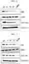 Fig. 03 - COMPOUND COMPRISING EZH2 INHIBITOR AND E3 LIGASE BINDER AND PHARMACEUTICAL COMPOSITION FOR PREVENTING OR TREATING EZH2-ASSOCIATED DISEASE COMPRISING SAME AS ACTIVE INGREDIENT