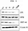 Fig. 04 - COMPOUND COMPRISING EZH2 INHIBITOR AND E3 LIGASE BINDER AND PHARMACEUTICAL COMPOSITION FOR PREVENTING OR TREATING EZH2-ASSOCIATED DISEASE COMPRISING SAME AS ACTIVE INGREDIENT