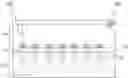 Fig. 01 - IMAGING METHODS USING MULTIPLE RADIATION BEAMS