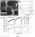 Fig. 07 - DEVICES AND METHODS FOR ELECTROCATALYTIC HYDROGEN PRODUCTION
