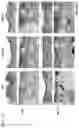Fig. 03 - REGENERATING FUNCTIONS AND PHENOTYPES OF CONNECTIVE TISSUE THROUGH NPAS2 SUPPRESSION