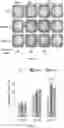 Fig. 14 - REGENERATING FUNCTIONS AND PHENOTYPES OF CONNECTIVE TISSUE THROUGH NPAS2 SUPPRESSION