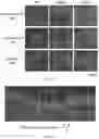 Fig. 15 - REGENERATING FUNCTIONS AND PHENOTYPES OF CONNECTIVE TISSUE THROUGH NPAS2 SUPPRESSION