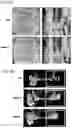 Fig. 17 - REGENERATING FUNCTIONS AND PHENOTYPES OF CONNECTIVE TISSUE THROUGH NPAS2 SUPPRESSION