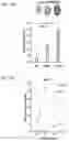 Fig. 19 - REGENERATING FUNCTIONS AND PHENOTYPES OF CONNECTIVE TISSUE THROUGH NPAS2 SUPPRESSION