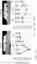 Fig. 30 - REGENERATING FUNCTIONS AND PHENOTYPES OF CONNECTIVE TISSUE THROUGH NPAS2 SUPPRESSION