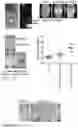 Fig. 31 - REGENERATING FUNCTIONS AND PHENOTYPES OF CONNECTIVE TISSUE THROUGH NPAS2 SUPPRESSION