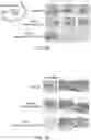 Fig. 47 - REGENERATING FUNCTIONS AND PHENOTYPES OF CONNECTIVE TISSUE THROUGH NPAS2 SUPPRESSION