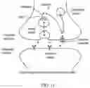 Fig. 49 - REGENERATING FUNCTIONS AND PHENOTYPES OF CONNECTIVE TISSUE THROUGH NPAS2 SUPPRESSION